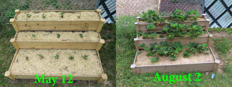 ozark beauty strawberries in raised bed